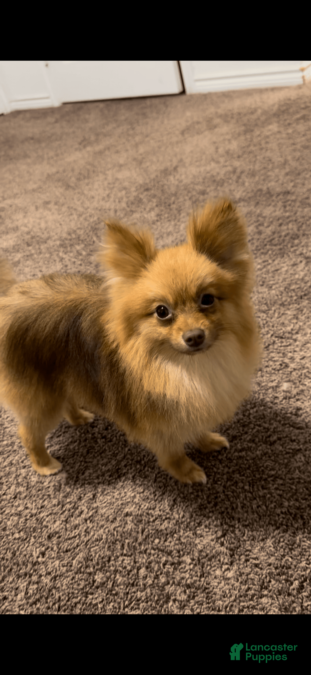 Pomeranian dogs for sale: Papi - Image 3