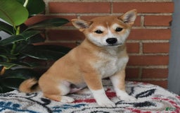 Shiba Inu dogs for sale: Daisy - Image 6