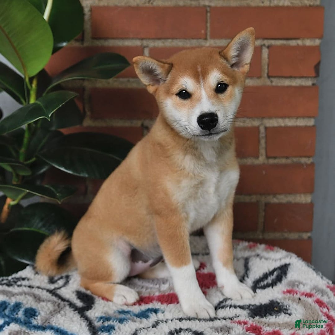 Shiba Inu dogs for sale: Daisy - Image 6