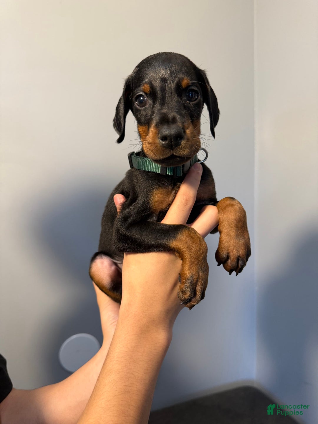 Doberman Pinscher dogs for sale: Green Collar - Image 6