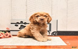 Cocker Spaniel dogs for sale: Cheddar - Image 2