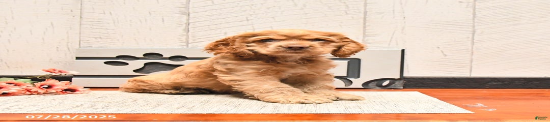 Cheddar