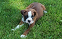 Boxer dogs for sale: Holly - Image 1