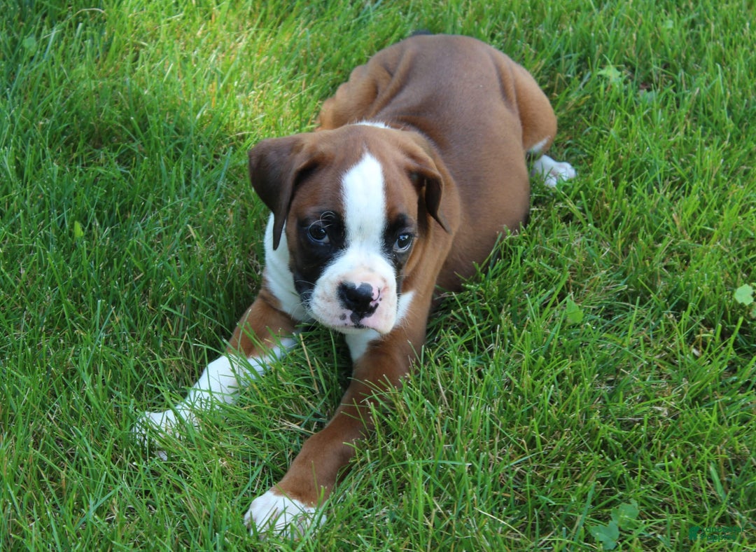 Boxer dogs for sale: Holly - Image 1