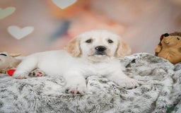 Goldendoodle dogs for sale: Roxie - Image 7
