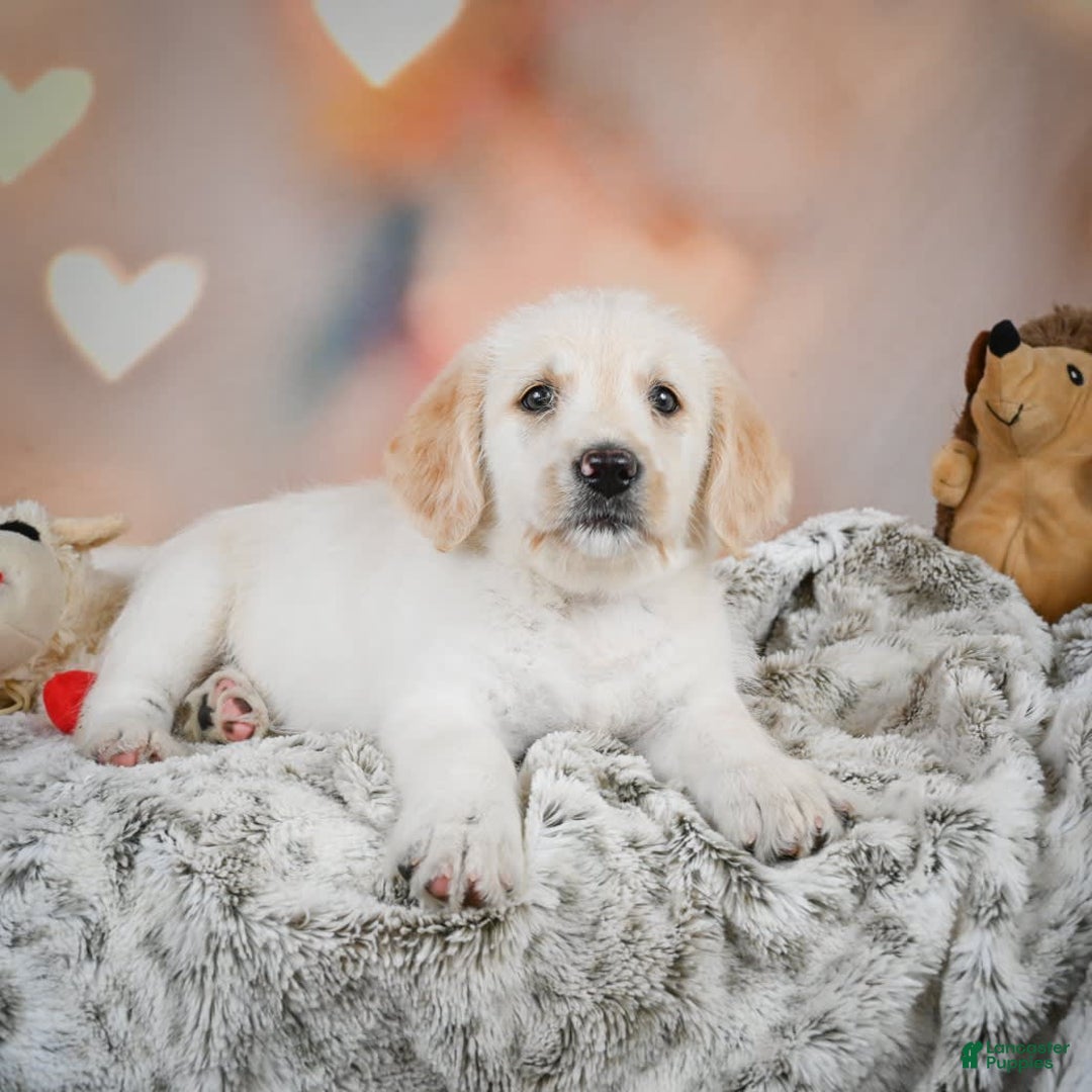Goldendoodle dogs for sale: Roxie - Image 7