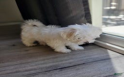 Maltese dogs for sale: Papaya - Image 5