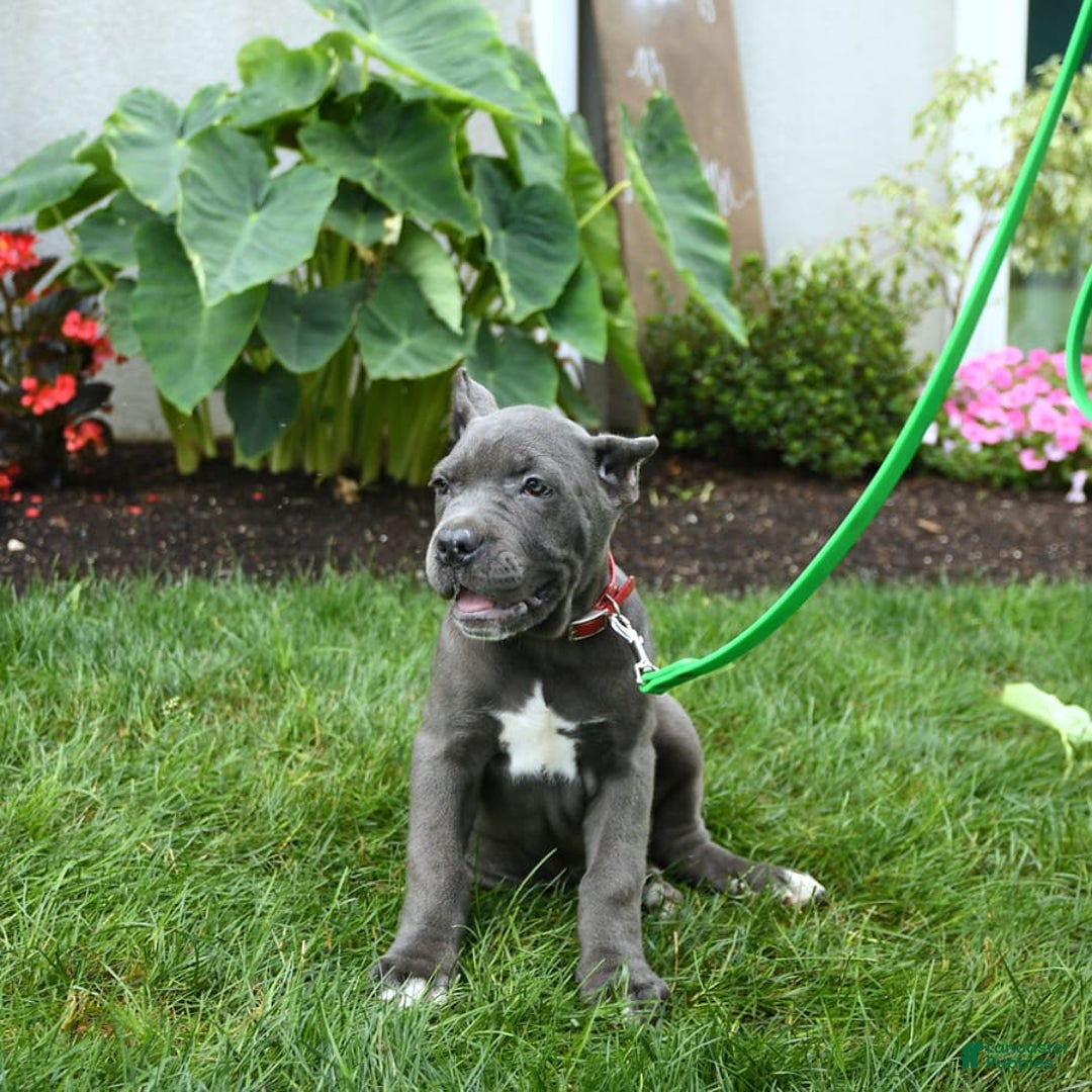 Cane Corso dogs for sale: Opal - Image 7