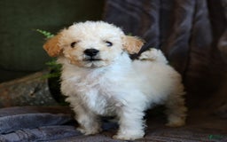 Bichpoo dogs for sale: Cupcake - Image 2