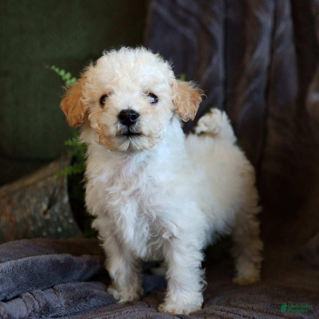 Bichpoo dogs for sale: Cupcake - Image 2