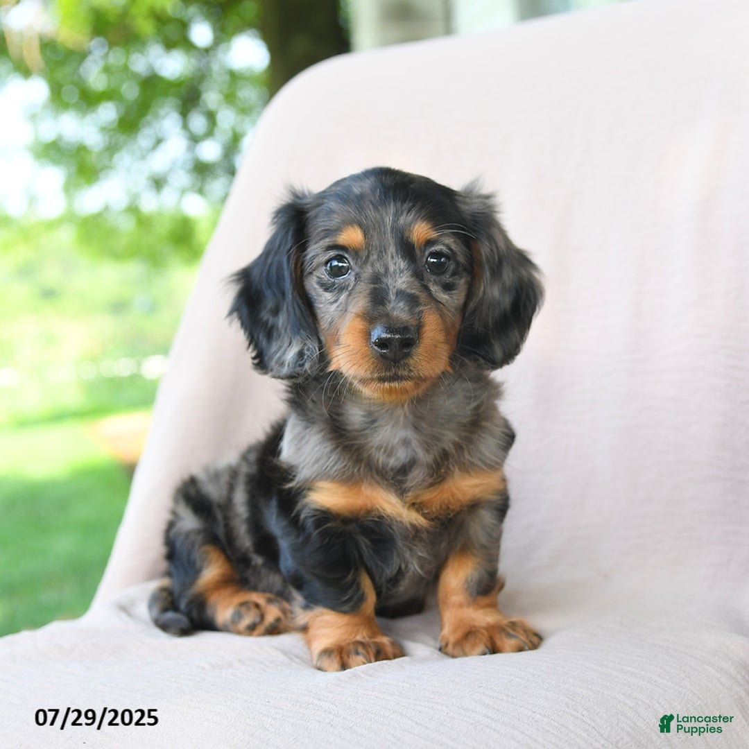 Miniature Dachshund dogs for sale: Brookie - Image 5