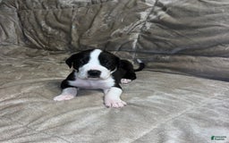 Great Dane dogs for sale: Mantle Male - Image 2