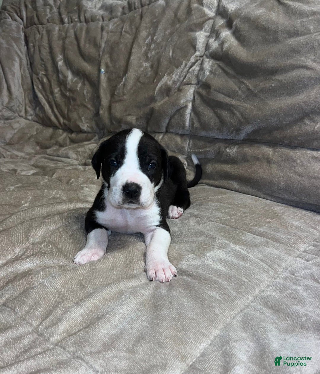 Great Dane dogs for sale: Mantle Male - Image 2