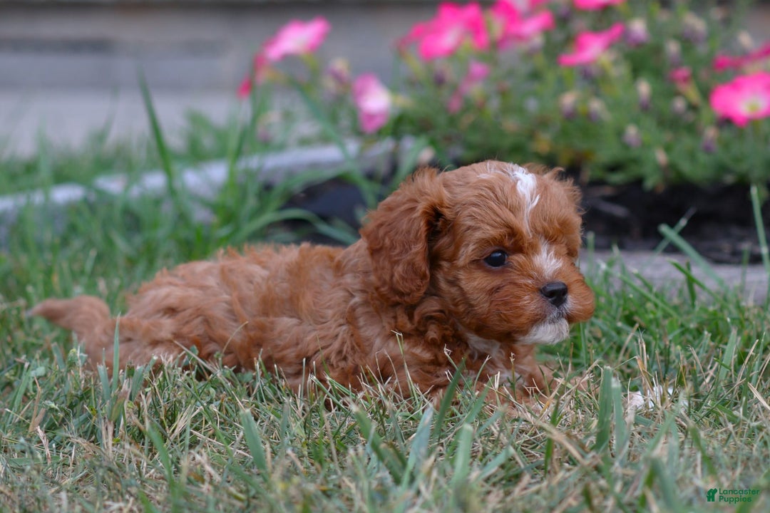 Cavapoo dogs for sale: Toby - Image 2