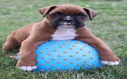 Boxer dogs for sale: Kovik - Image 3