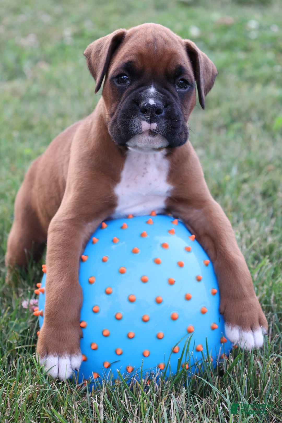 Boxer dogs for sale: Kovik - Image 3