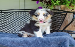 Australian Shepherd dogs for sale: Lacey - Image 1