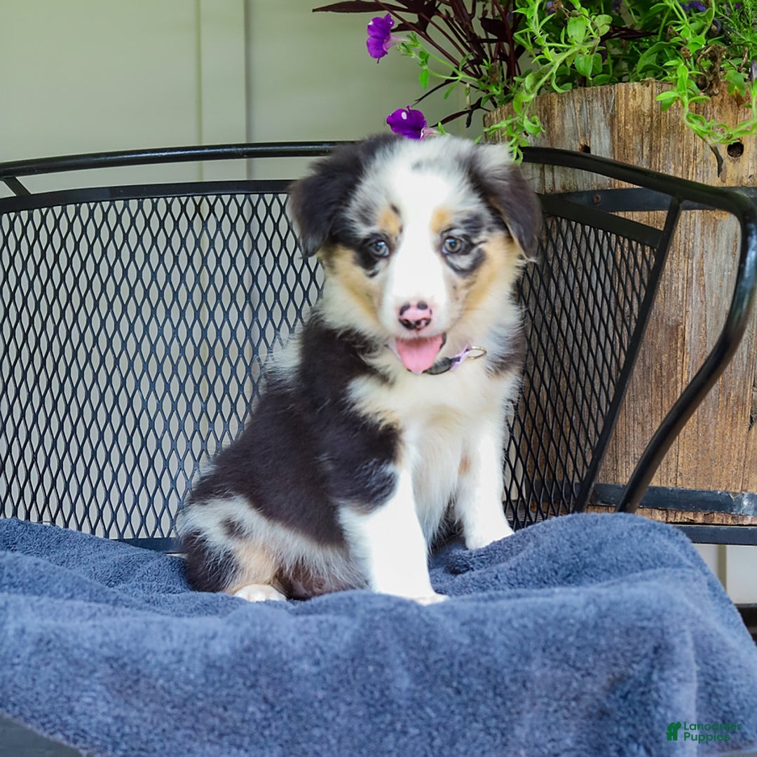 Australian Shepherd dogs for sale: Lacey - Image 1