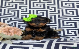 Shorkie dogs for sale: Camdyn Toy Size - Image 8