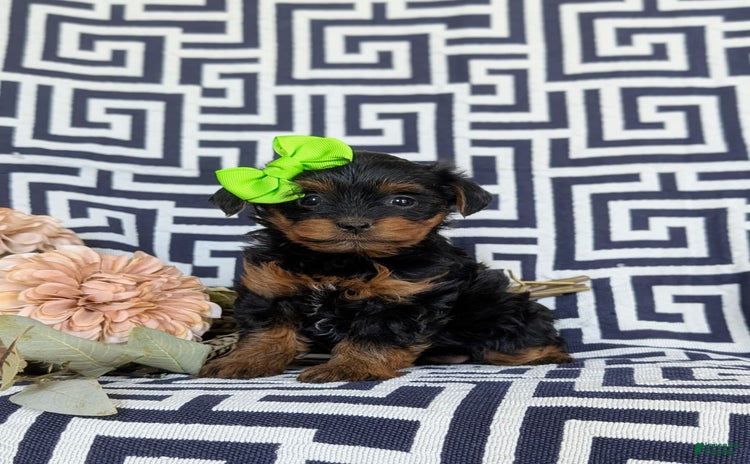 Shorkie dogs for sale - Ad 2