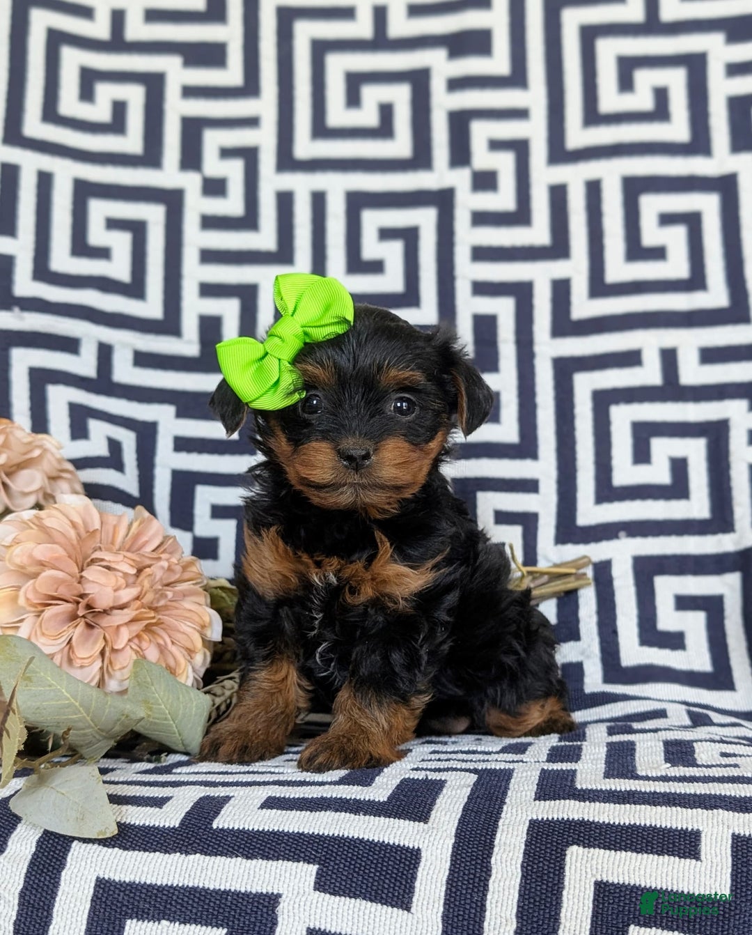 Shorkie dogs for sale: Camdyn Toy Size - Image 8