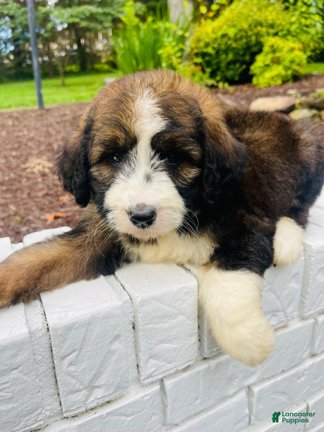 Bernedoodle dogs for sale: 🌸strawberry Shortcake - Image 2