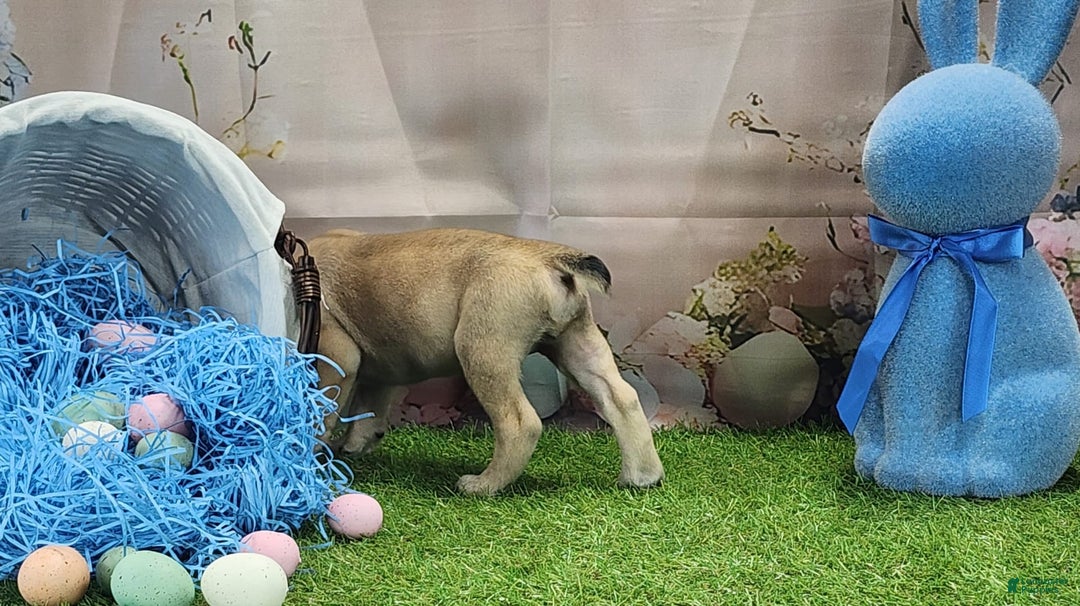 Catahoula Leopard Dog dogs for sale: Goldie 2025 M2 - Image 15