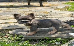 French Bulldog dogs for sale: Blue - Image 7