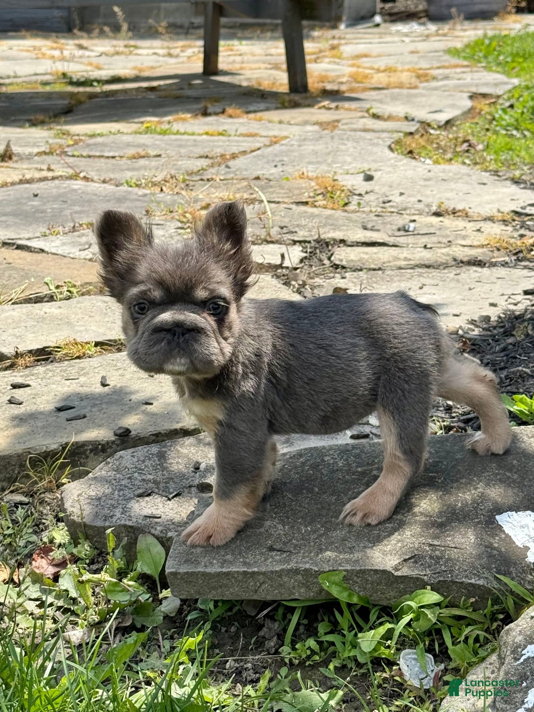 French Bulldog dogs for sale: Blue - Image 7
