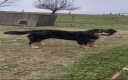 Bernese Mountain Dog dogs for sale: Jake - Image 6