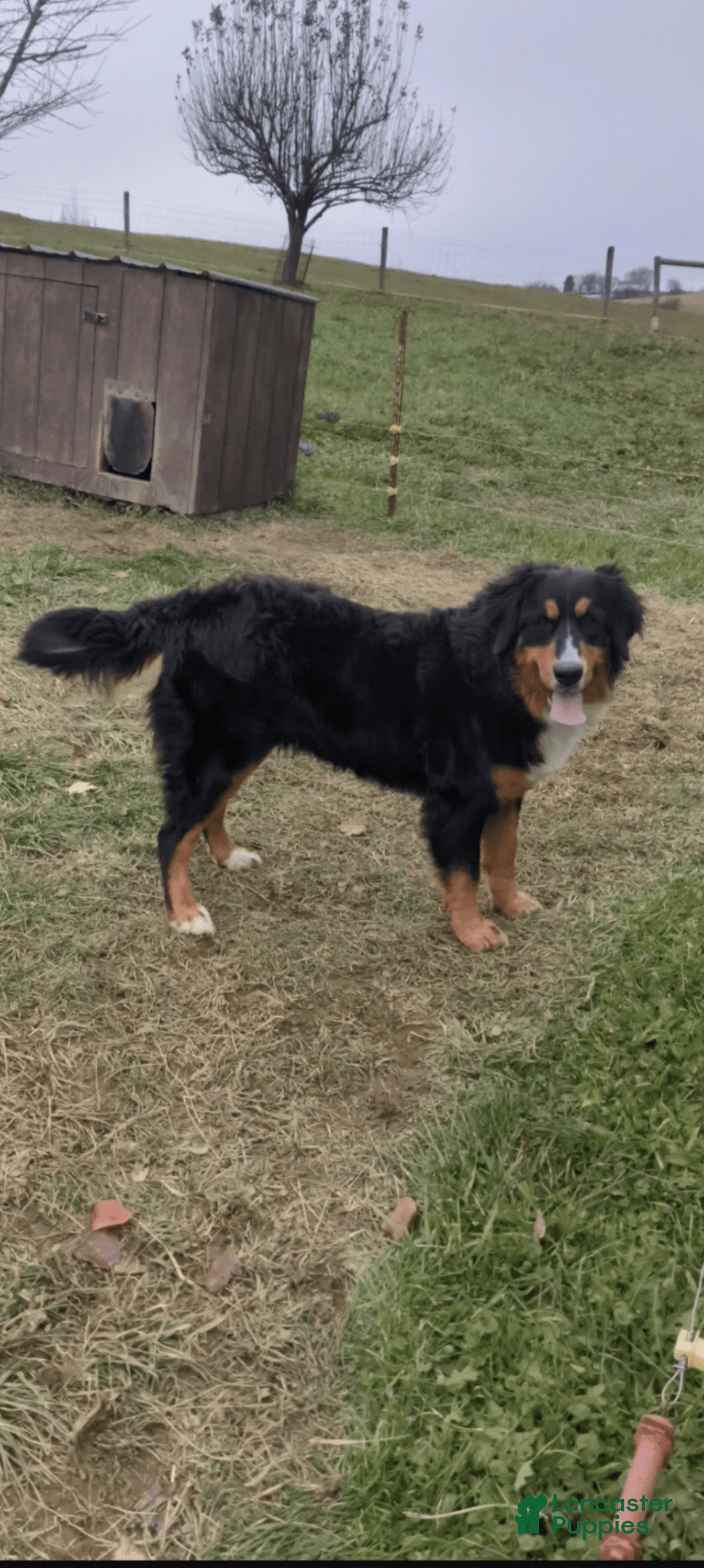 Bernese Mountain Dog dogs for sale: Jake - Image 6