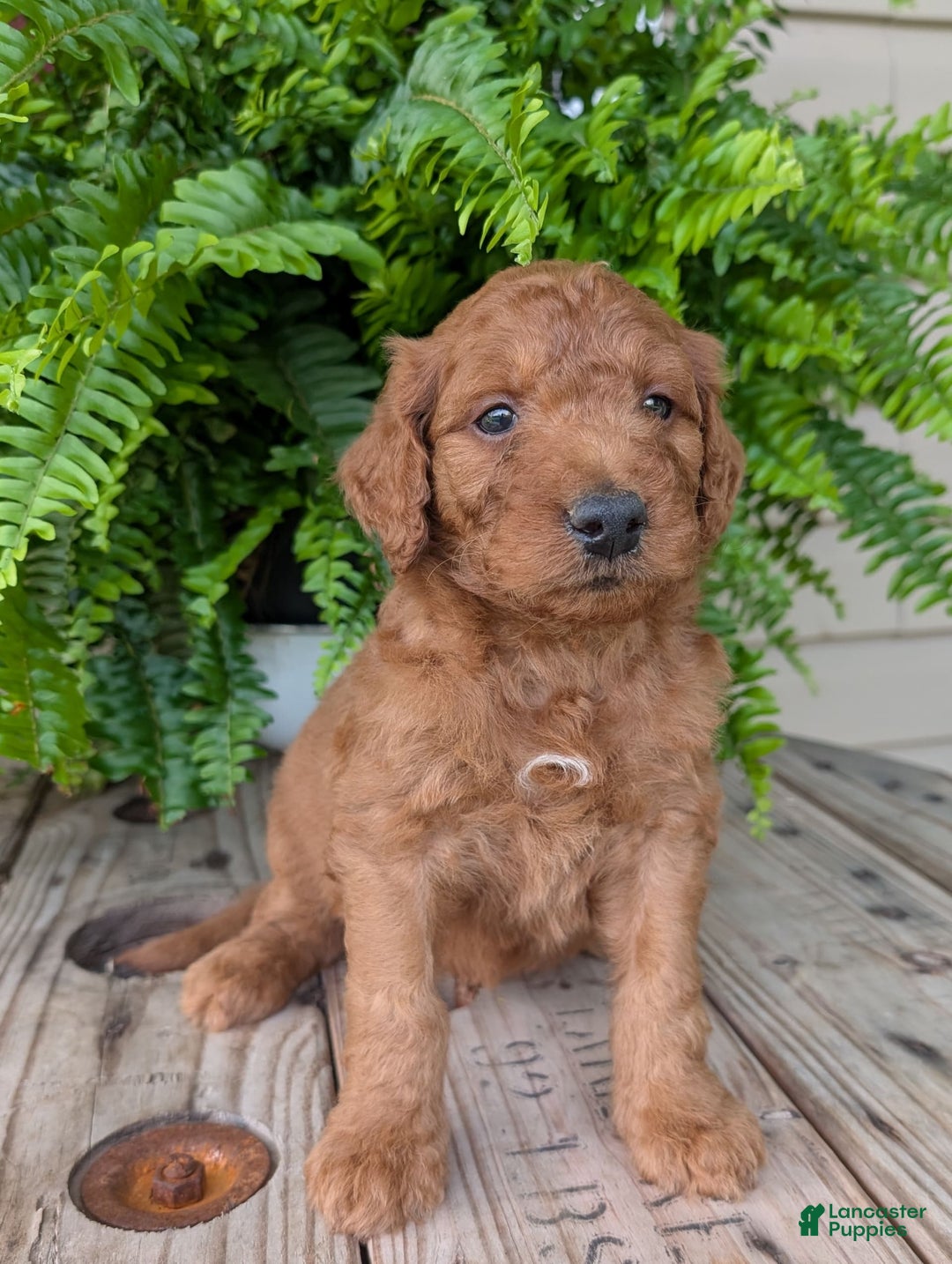 Goldendoodle dogs for sale: Dash - Image 36