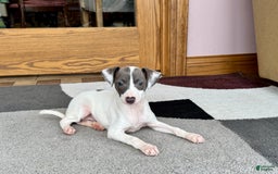 Italian Greyhound dogs for sale: Charity - Image 3