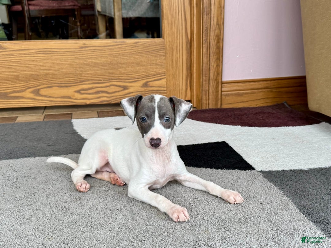 Italian Greyhound dogs for sale: Charity - Image 3