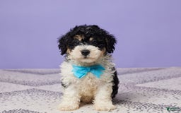 Miniature Poodle dogs for sale: Chase - Image 2