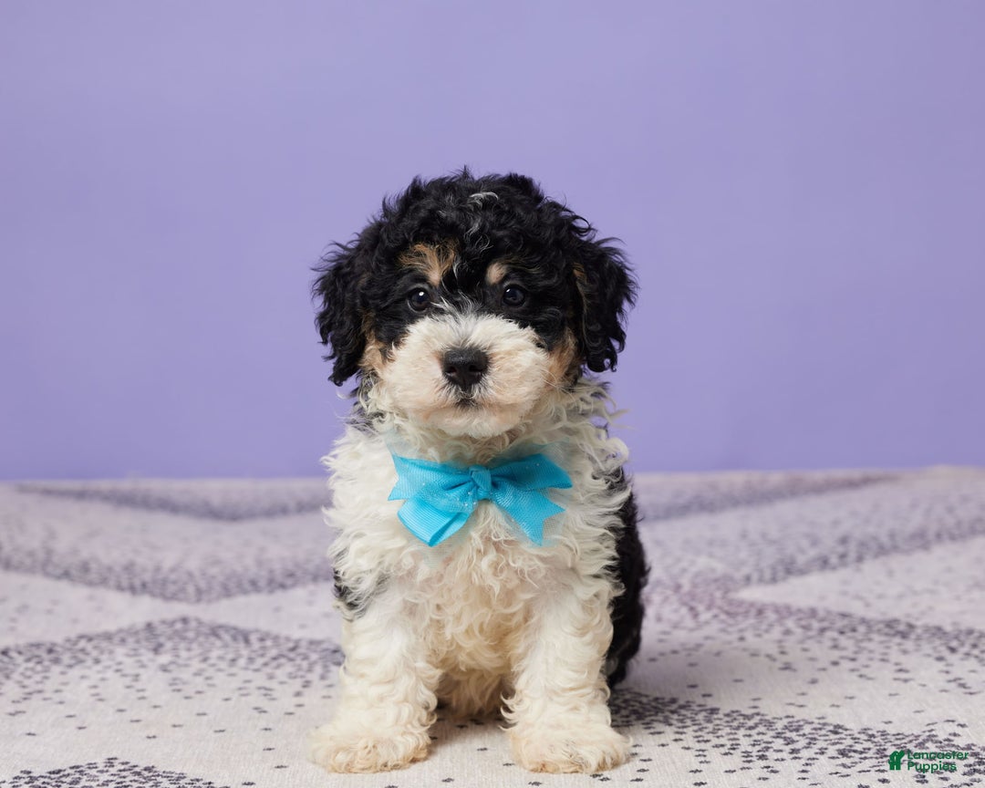 Miniature Poodle dogs for sale: Chase - Image 2