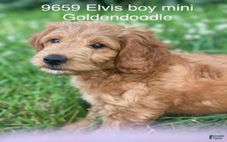 Mini Goldendoodle dogs for sale: Elvis - Image 4