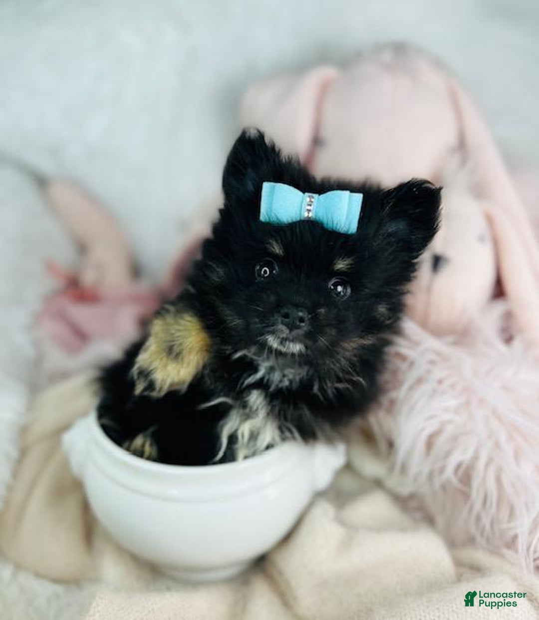 Pomeranian dogs for sale: Pom Baby - Image 1