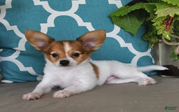 Papillon dogs for sale: Bailey - Image 4