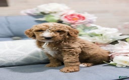 Standard Poodle dogs for sale: Lollipop - Image 2
