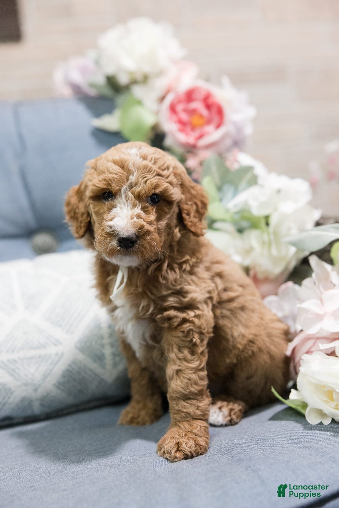 Standard Poodle dogs for sale: Lollipop - Image 2