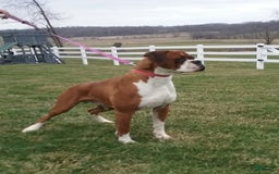 Boxer dogs for sale: Roxie - Image 5