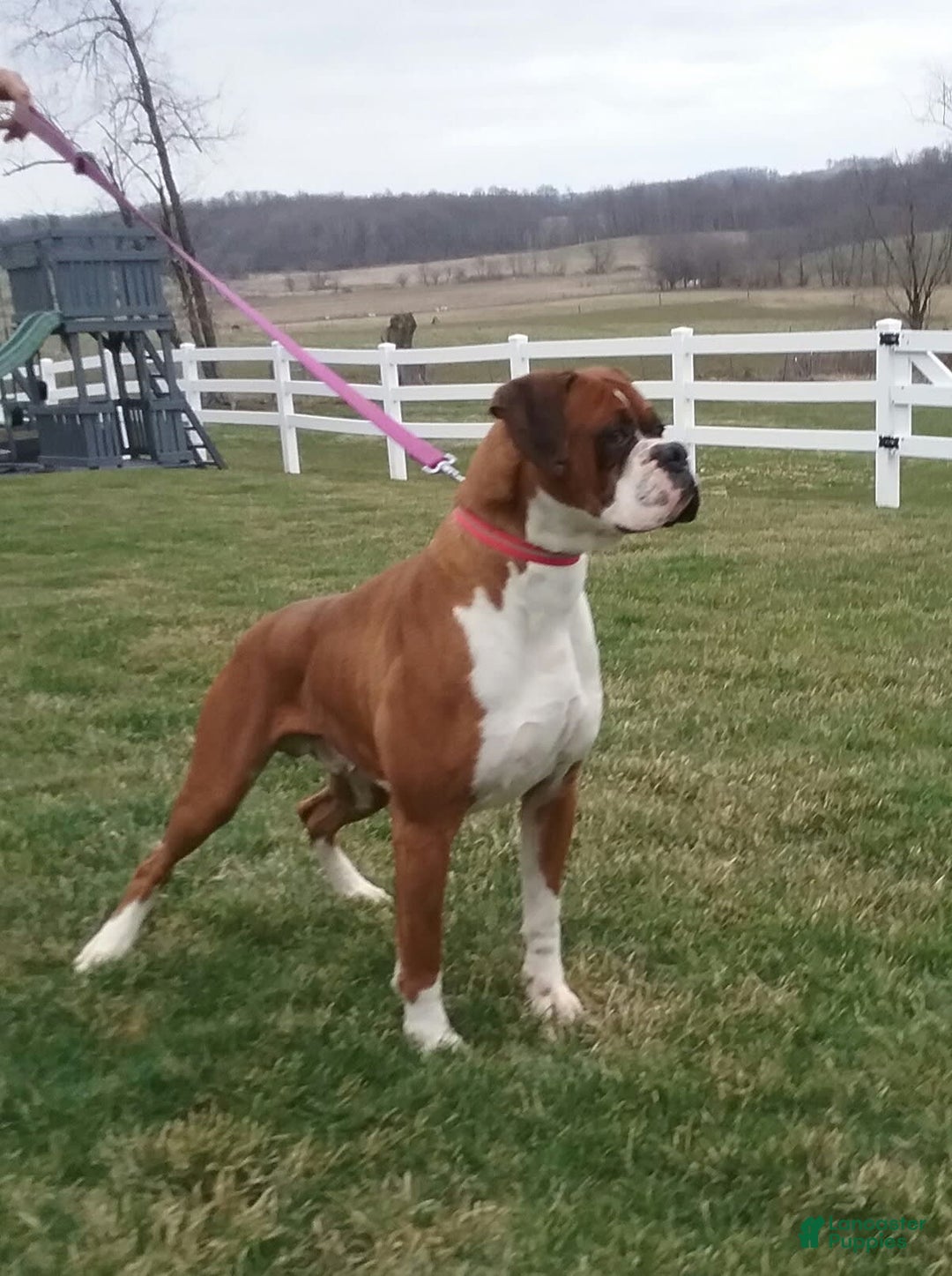 Boxer dogs for sale: Roxie - Image 5