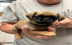 Brussels Griffon dogs for sale: Norma Jean - Image 5