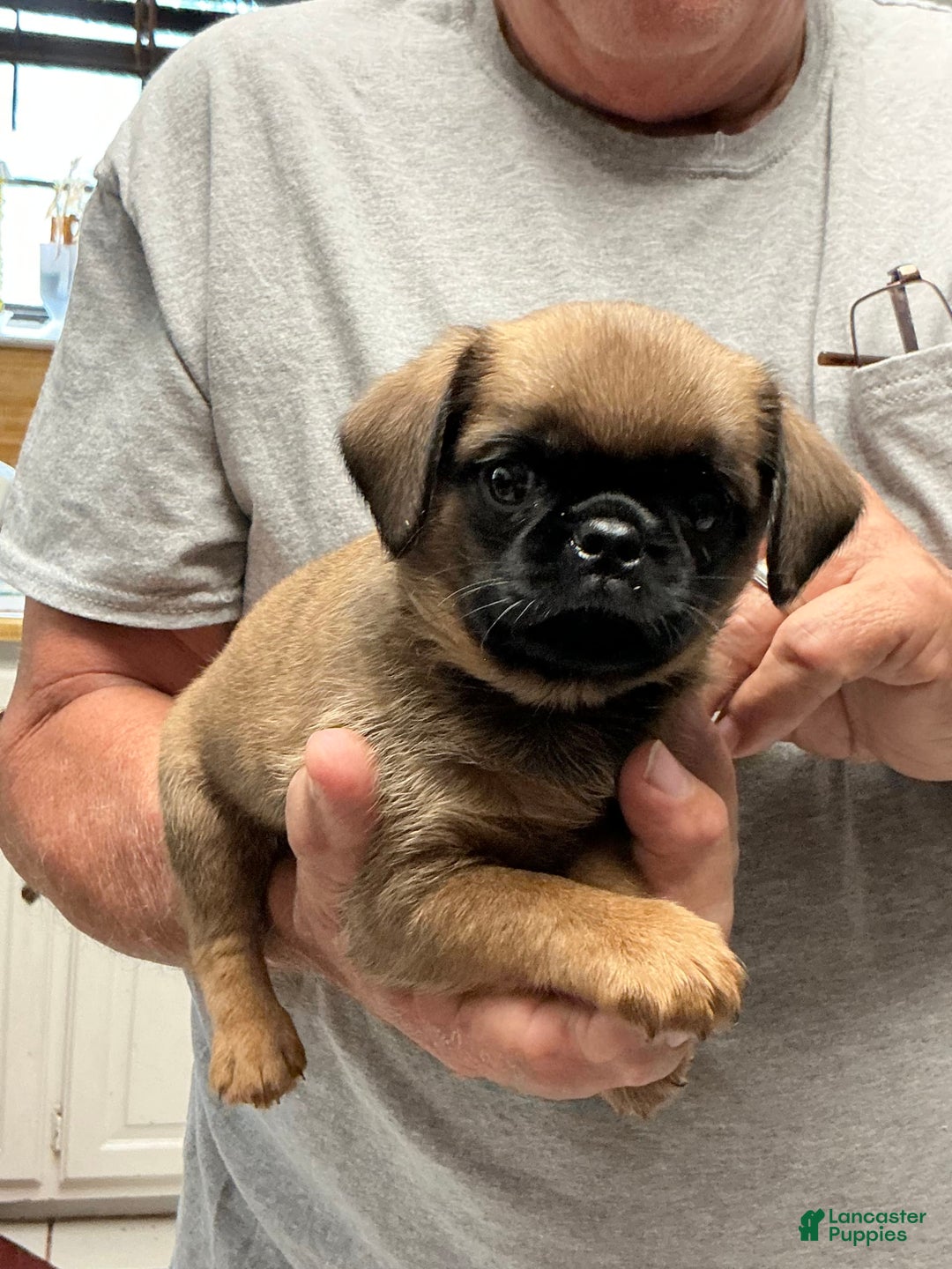 Brussels Griffon dogs for sale: Norma Jean - Image 5
