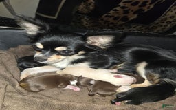 Chihuahua dogs for sale: Chocolate Girl - Image 4
