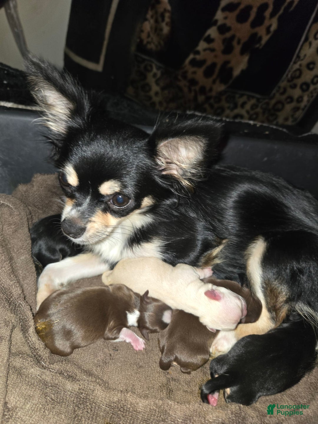 Chihuahua dogs for sale: Chocolate Girl - Image 4