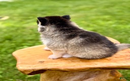 Pomsky dogs for sale: Selene - Image 12