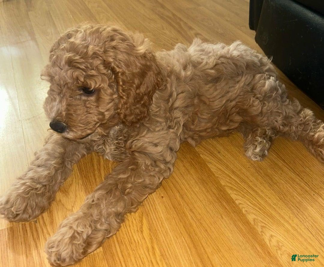 Cavapoo dogs for sale: Davy - Image 1