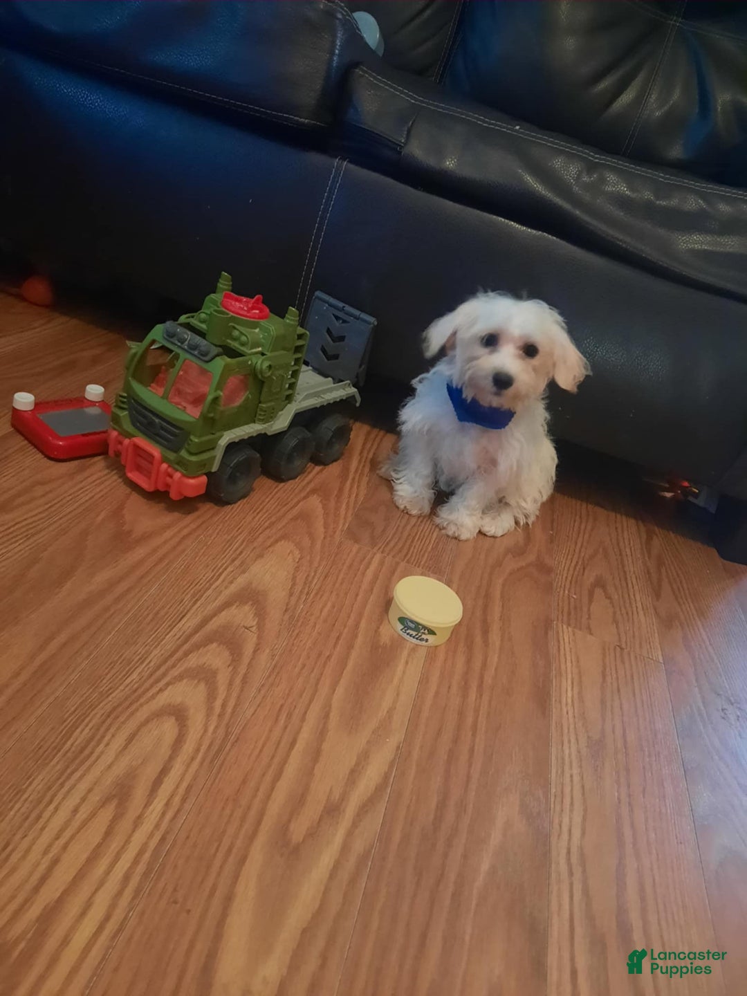 Maltipoo dogs for sale: Chase - Image 1